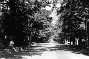 Christmas Tree Lane, Altadena California