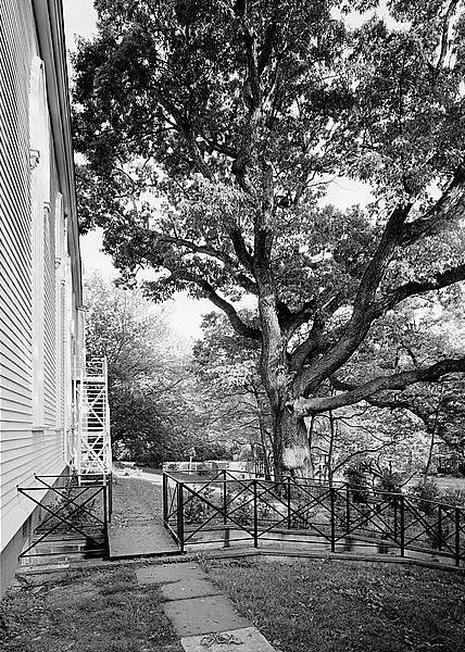 Trinity Church, Southport Connecticut 1966 GENERAL VIEW OF OAK TREE TO SOUTH