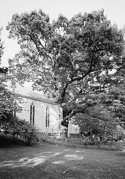 Trinity Church, Southport Connecticut 1966 DETAIL OF OAK TREE TO SOUTH OF CHURCH