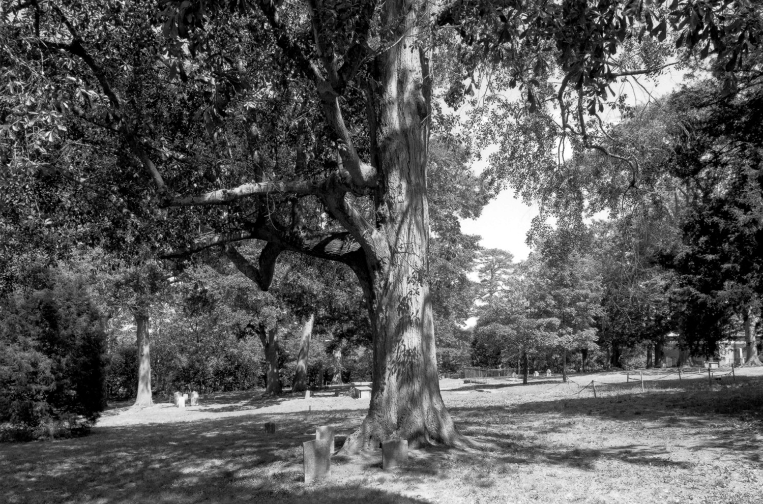 Jackson Street Cemetery, Athens Georgia View of White plot looking east (2008)