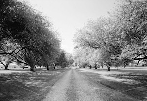 Cherokee Plantation, Natchez Louisiana
