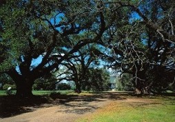 Magnolia Plantation, Natchitoches Louisiana