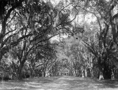 Rosedown Plantation, St Francisville Louisiana