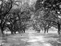 Live Oak Plantation House Weyanoke Louisiana