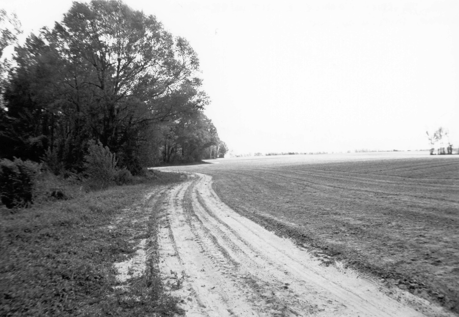 Bryan Whitfield Herring Farm, Calypso North Carolina Farm lane north of house (2000)