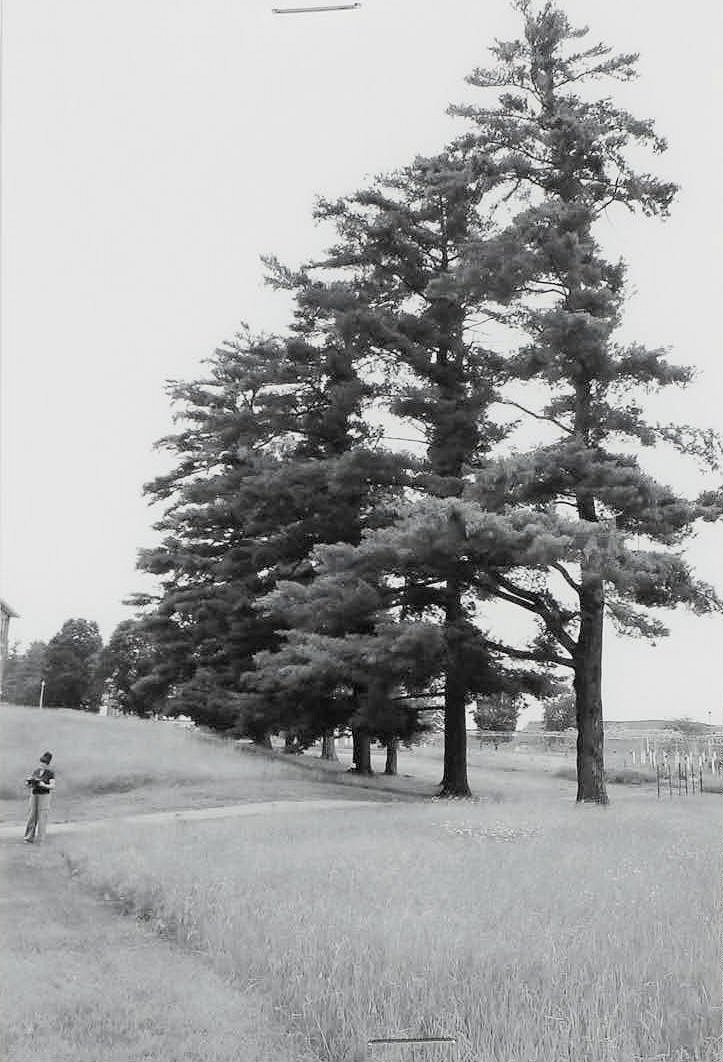 Laconia State School, Laconia New Hampshire Large pines in center of campus (2011)