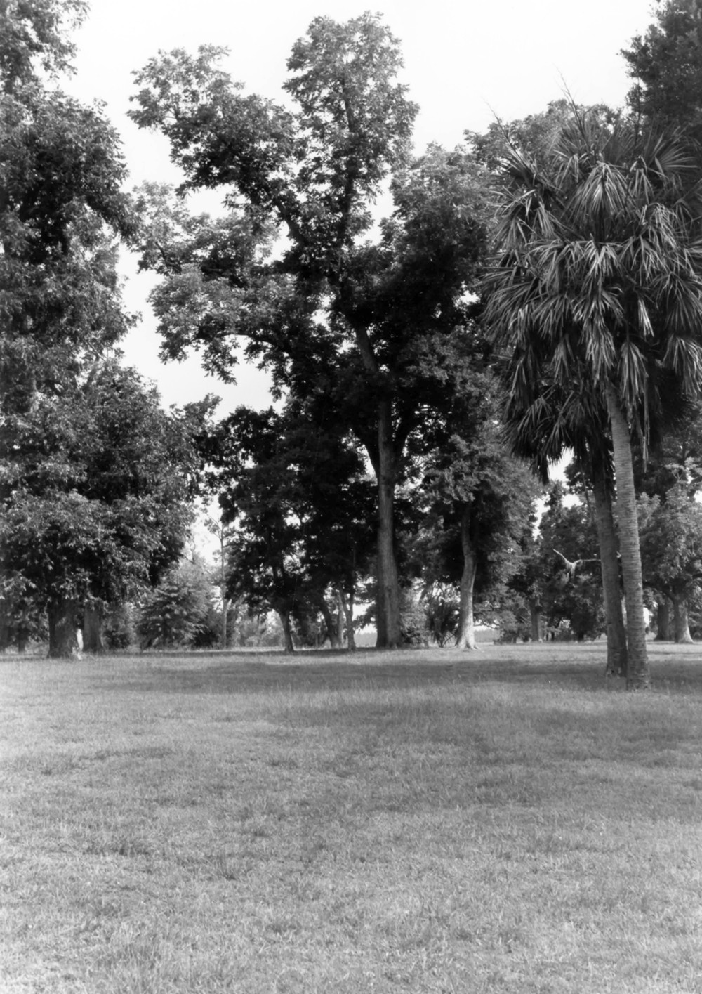 Boone Hall Plantation House, Mount Pleasant South Carolina Grounds at rear of Plantation House (1993)