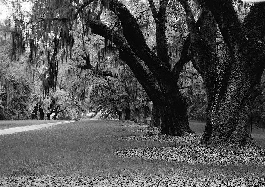 Ruins of the Edward House Plantation, Spring Island South Carolina 2003 VIEW OF LIVE OAK ALLEE LOOKING WEST TO EAST TOWARD TABBY RUINS