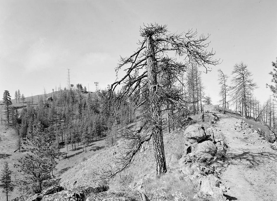 Chelan Butte Lookout - Fire Watchtower, Chelan Washington 1995  View from NE ridge of Daybreak Canyon running NE from lookout tower shows fire line on right and NE side of lookout tower in the far distance.  Tree in foreground is Ponderosa Pine that survived fires of 1991 and 1994.  Camera is pointed SW with wide-angle lens.